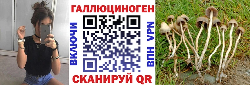 Псилоцибиновые грибы мицелий  Южно-Сухокумск 